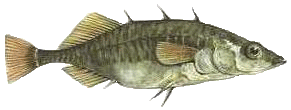 3stach. Stichling