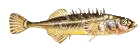 9stich. Stichling