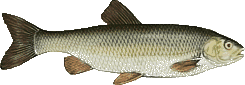 Aitel (Döbel)