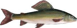 Äsche