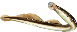 Bachneunauge