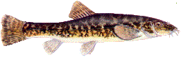 Bartgrungel (Schmerle)