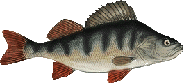 Flußbarsch