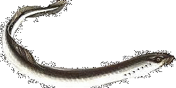 Flussneunauge