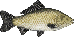 Giebel