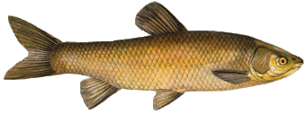 Graskarpfen