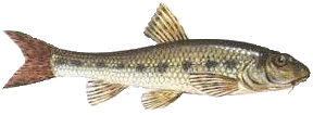 Gründling
