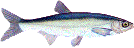 Mairenke