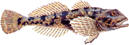 Mühlkoppe