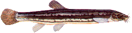 Schlammpeitzger