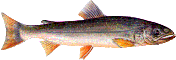 Seesaibling