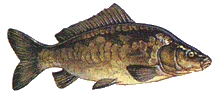 Spiegelkarpfen
