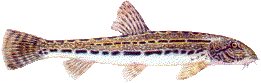 Steinbeisser