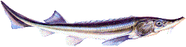 Sterlet