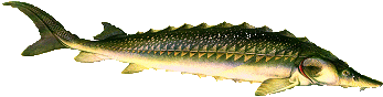 Stör