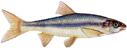 Strömer