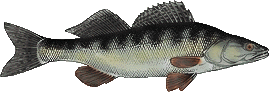 Zander