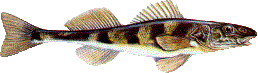 Zingel