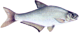 Zobel