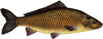 Schuppenkarpfen (Wildkarpfen)