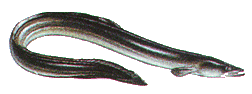 Aal