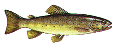 Bachforelle