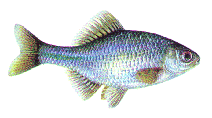 Bitterling