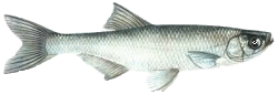 Laube (Ukelei)