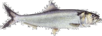 Maifisch