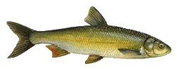 Perlfisch
