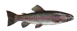 Regenbogenforelle